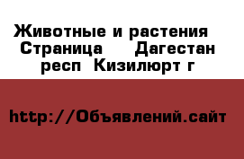  Животные и растения - Страница 2 . Дагестан респ.,Кизилюрт г.